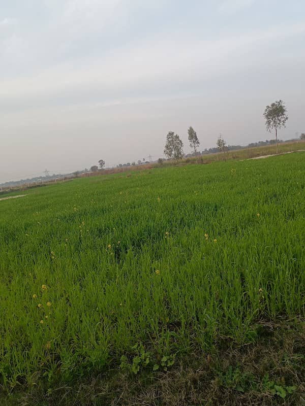 Bangali Baba - Image 1