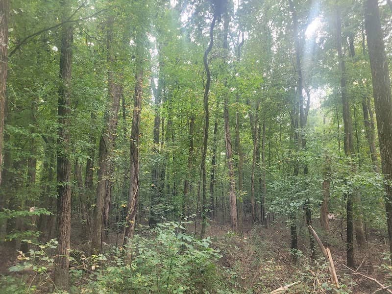 Lindsay Pettus Greenway - Image 2