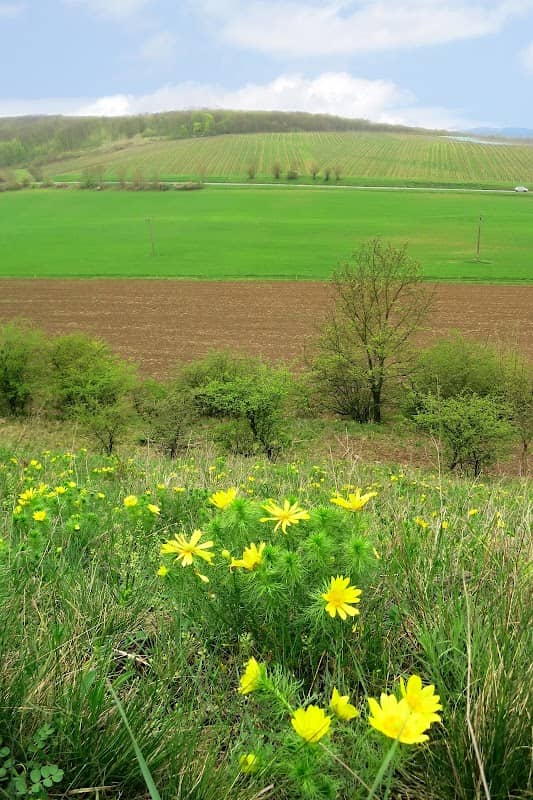 Milovická stráň - Image 1