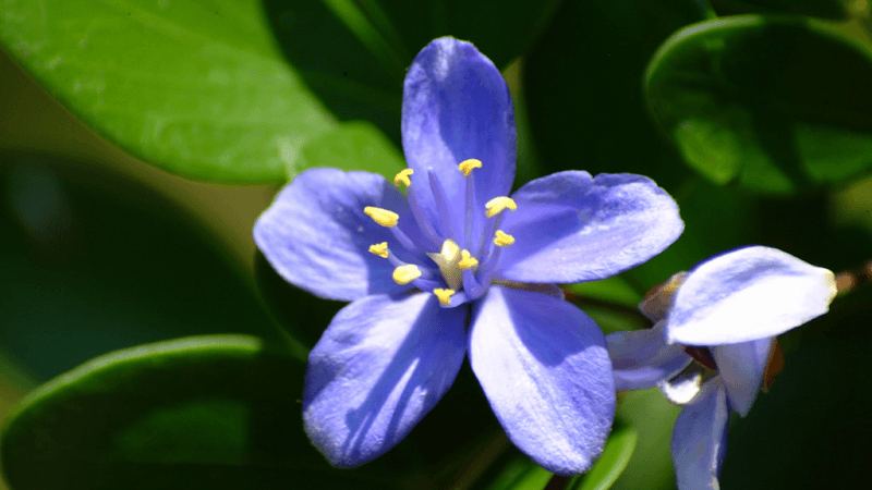 Key West Tropical Forest & Botanical Garden - Image 2