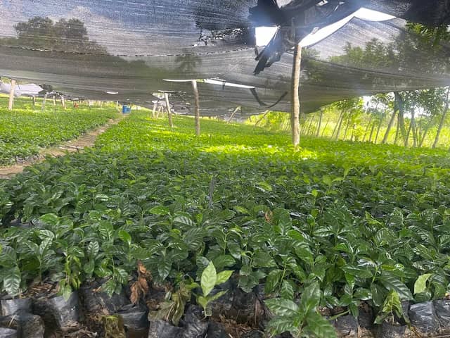 HaciendaJFHehijos - Image 1