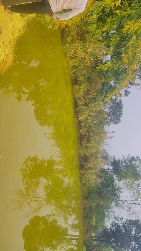 Taal - Image 1