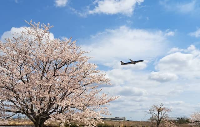 Sanrizuka Sakura-no-Oka (Cherry Blossom Hill) - Image 1