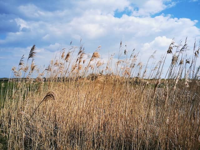 WWT Steart Marshes - Image 1