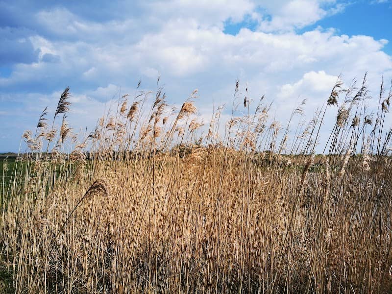 WWT Steart Marshes - Image 1