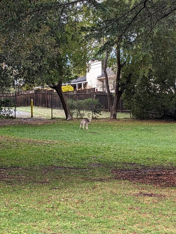 Lion Bill Mitchell Park - Image 2