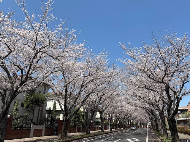 白井市 桜台の桜並木 - Image 1