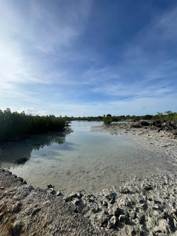 Crab Island - Image 2