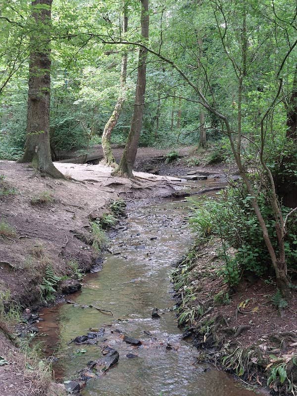 Stoneycliffe Wood nature reserve - Image 2