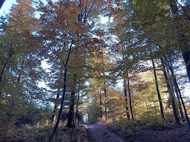 Lesní cesta Schindlerova - Image 2