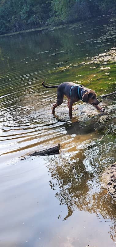 Blue Springs Dog Park - Image 2