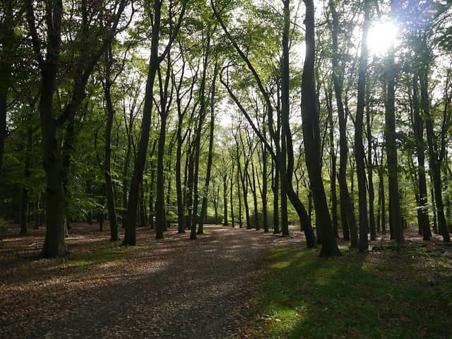 Cronebos - Image 1
