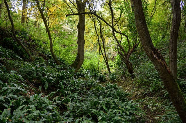 Rothwell Gullet - Image 1