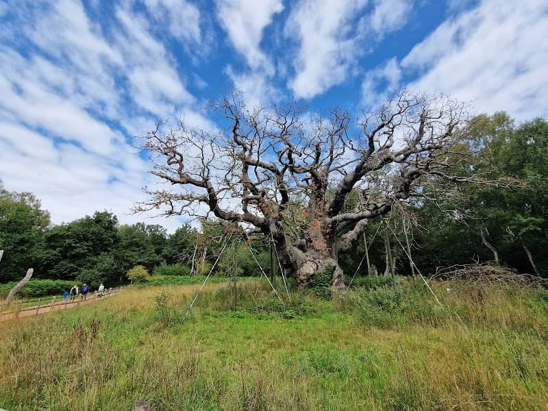 Sherwood Forest National Nature Reserve - Image 3