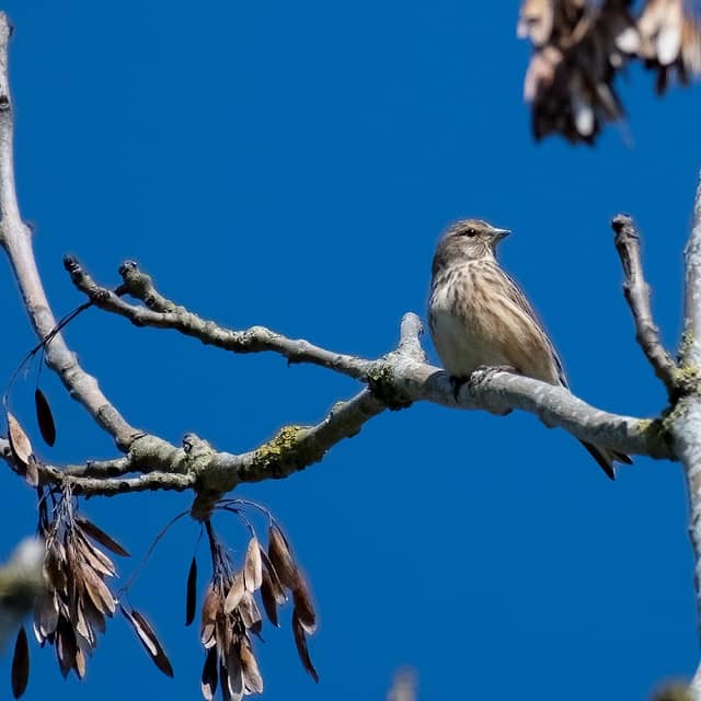 Grafton Wood - Image 1