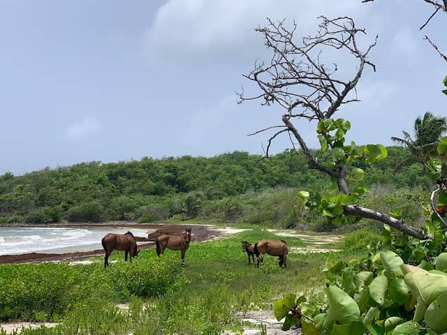 Vieques National Wildlife Refuge - Image 2