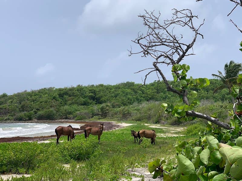 Vieques National Wildlife Refuge - Image 2