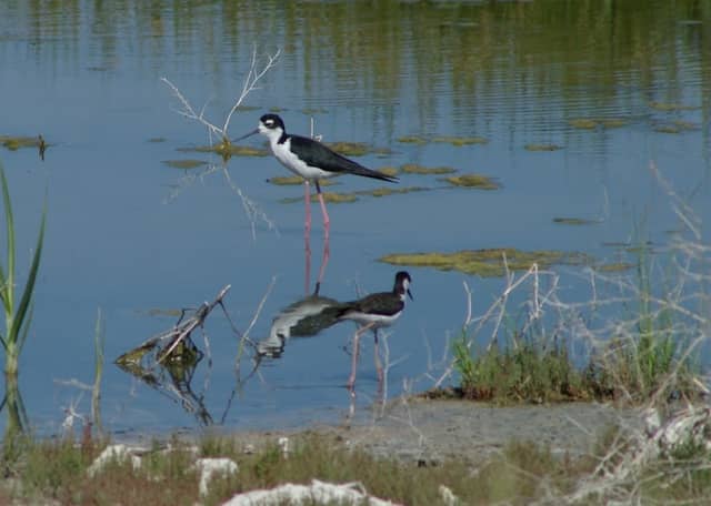 Freezout Lake - Image 1
