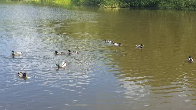 Avon Meadows Community Wetland - Image 2