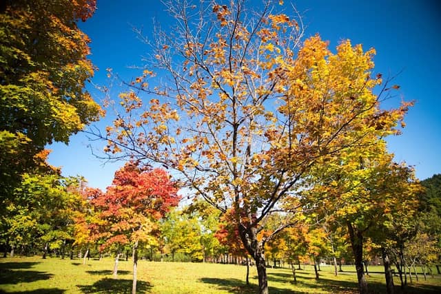 Asahigaoka Park - Image 2