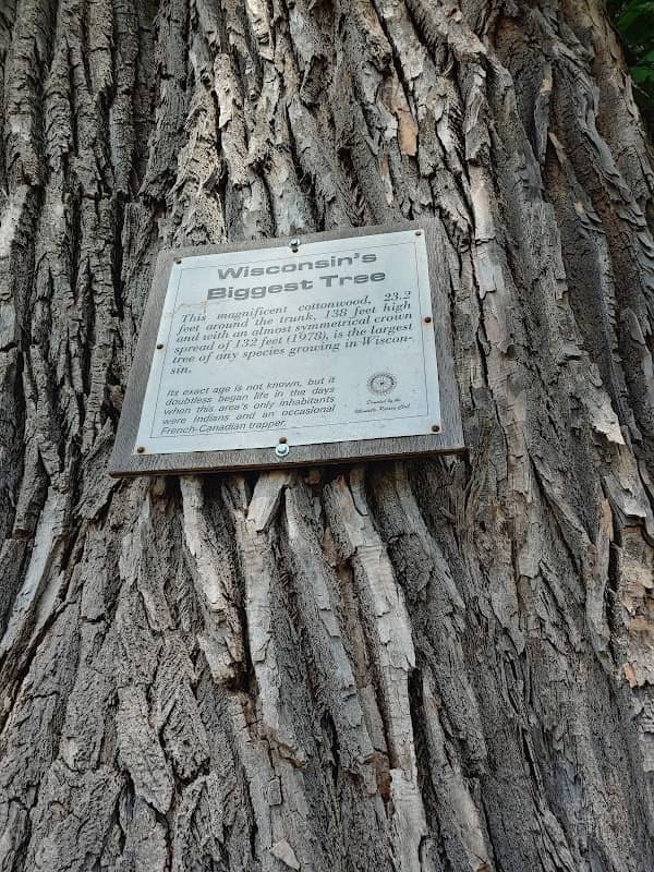 Wisconsin's biggest tree - Image 2