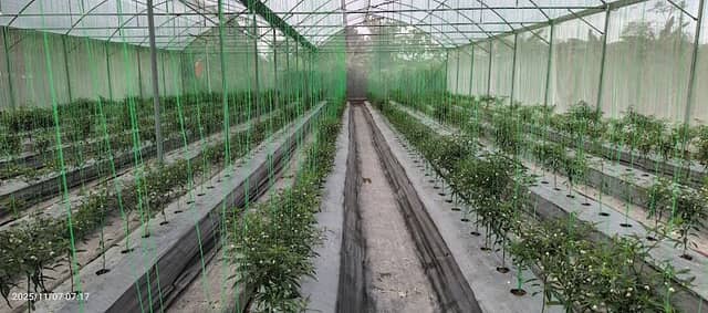 GREEN HOUSE AMRIH MURAKAPI - Image 2
