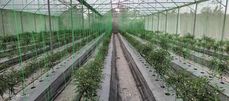 GREEN HOUSE AMRIH MURAKAPI - Image 2