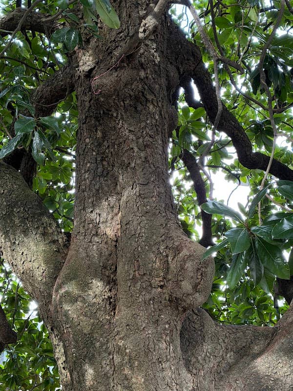 Magnolia gigante - Image 2