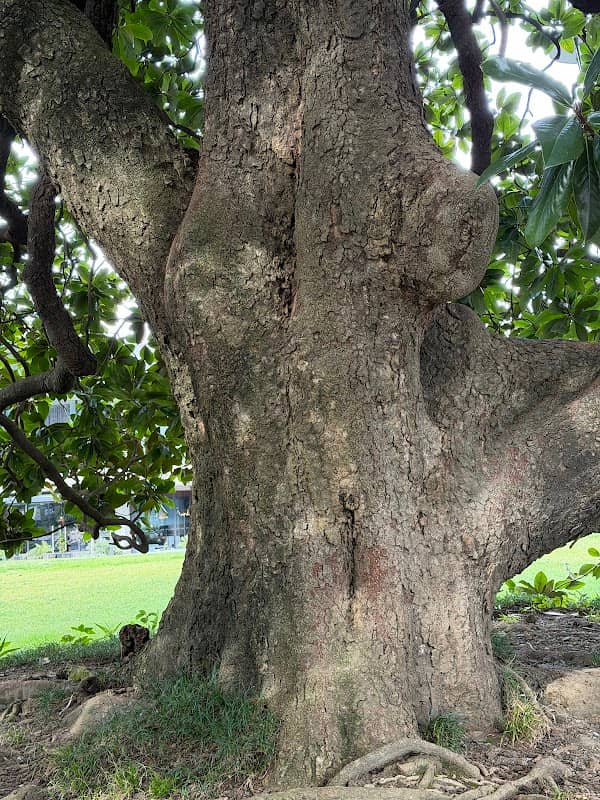 Magnolia gigante - Image 1