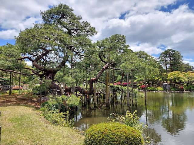 Karasaki Pine Tree - Image 1