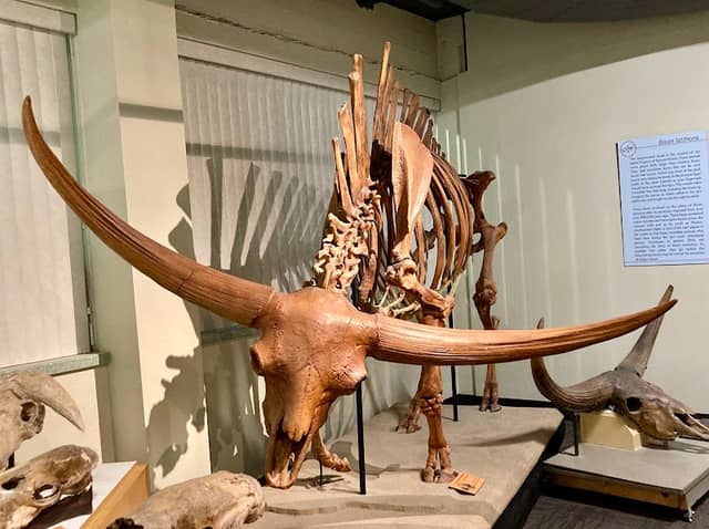 Idaho Museum of Natural History - Image 1