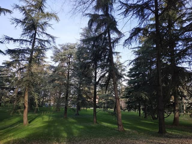 Parco secolare delle terme - Image 1