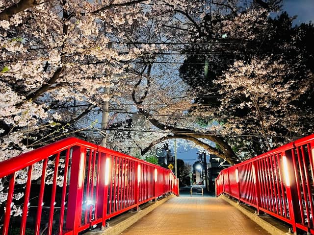 Sakura-zaka - Image 2