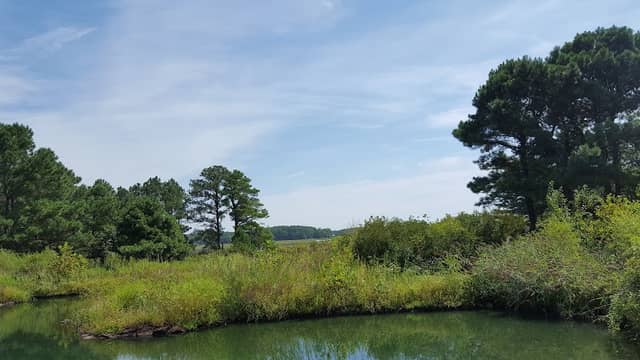 Wildfowl Trust-North America - Image 1