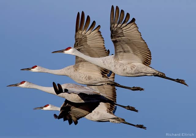 Friends of Bosque del Apache National Wildlife Refuge - Image 1