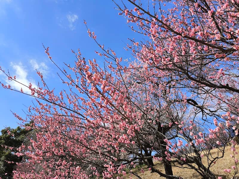 あけぼの山 - Image 1