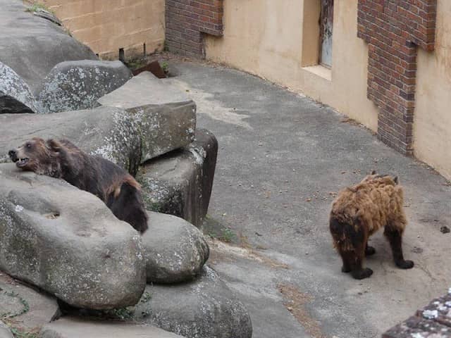 East London Zoo - Image 2