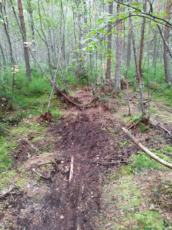 Kokkokankaan metsäpolku - Image 2