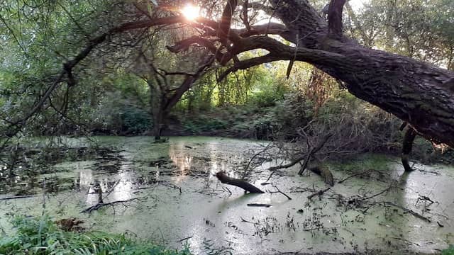 Mestský park Lanice - Image 2