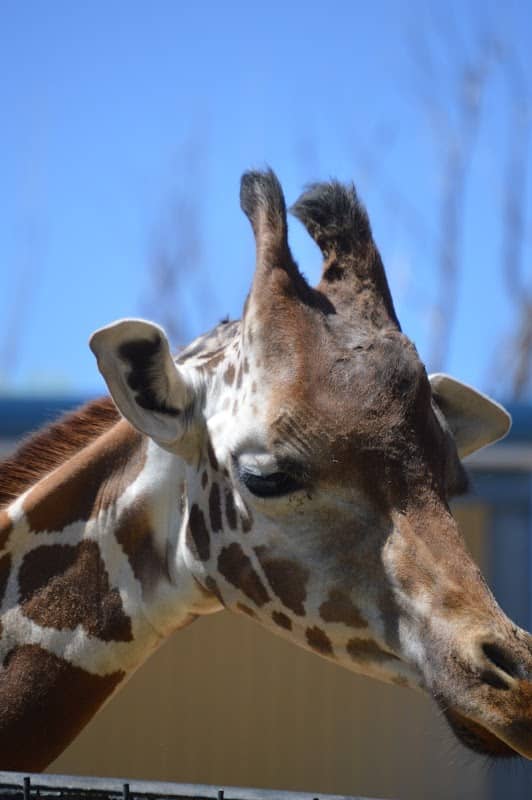 Hillcrest Park Zoo - Image 1