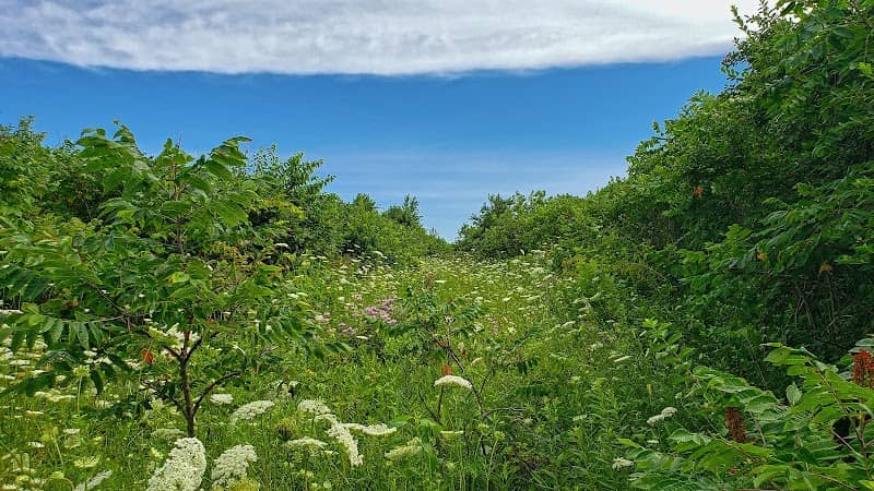 Ipswich Prairie State Natural Area - Image 2