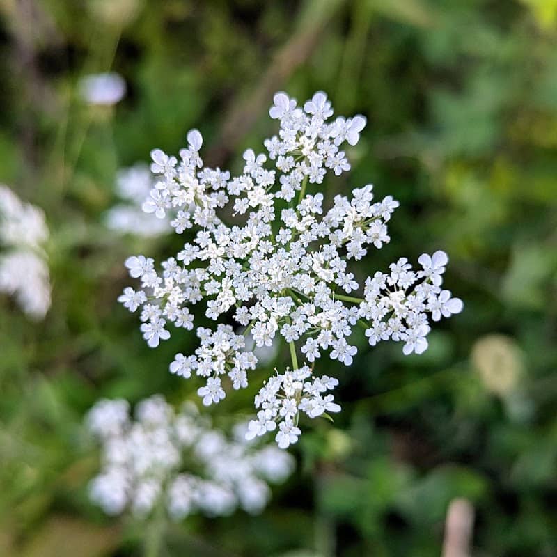 Ipswich Prairie State Natural Area - Image 1