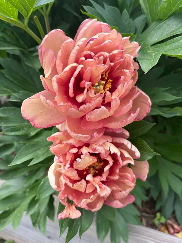 Sisson's Peony Gardens - Image 2