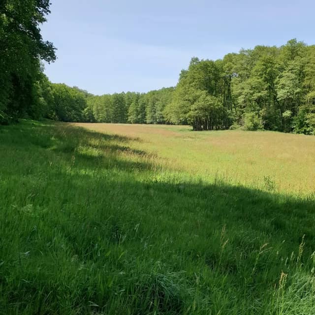 Aarb meadow spirits - Image 2