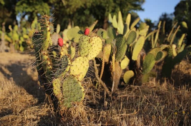 Cactus Corner - Image 2