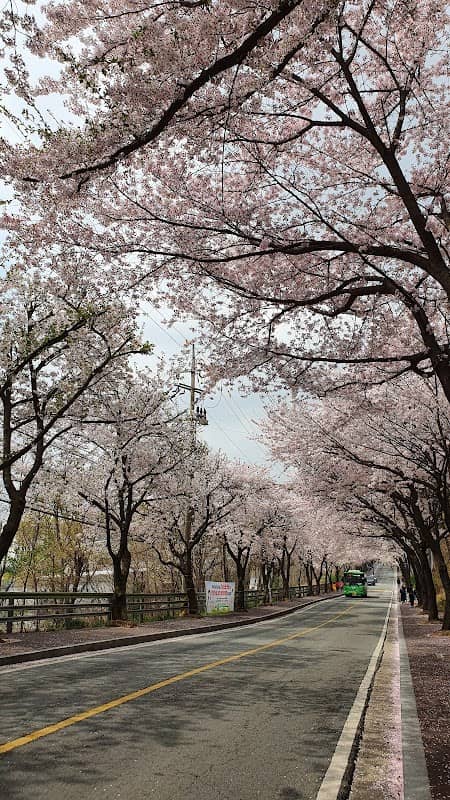 은혜로벚꽃길 - Image 1