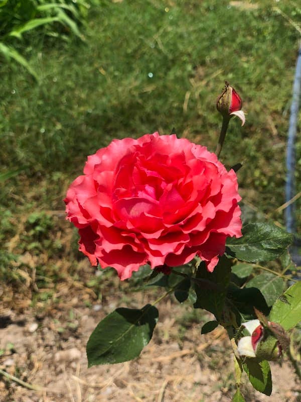 جبيجبة - Image 1