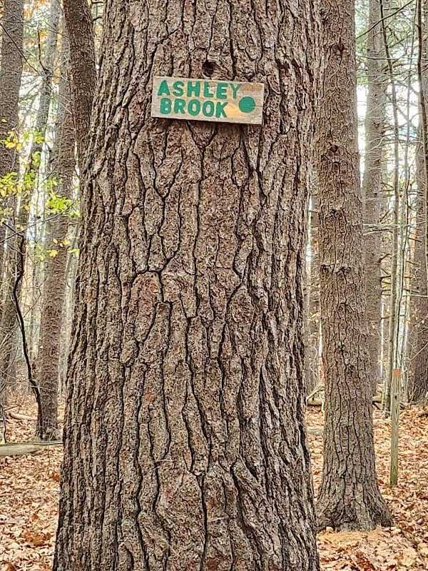 Amesbury Town Forest - Image 1