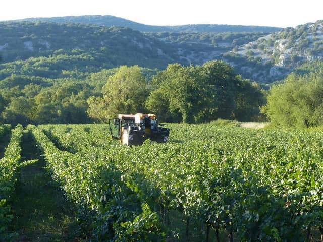 Les Vins d'Ardèche - Des vignobles, une destination touristique - Image 2