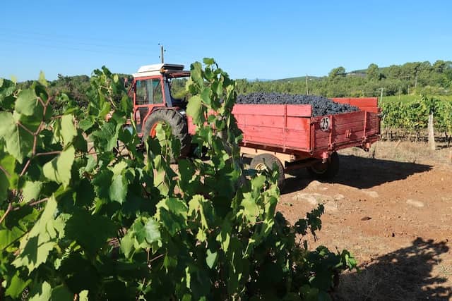 Les Vins d'Ardèche - Des vignobles, une destination touristique - Image 3